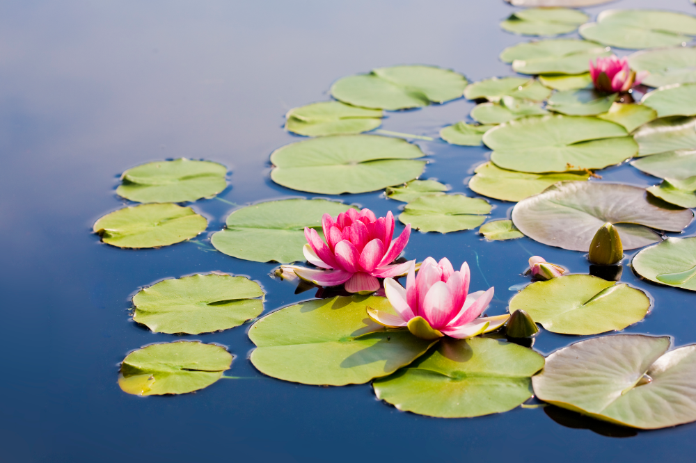 Grief and Loss Counseling